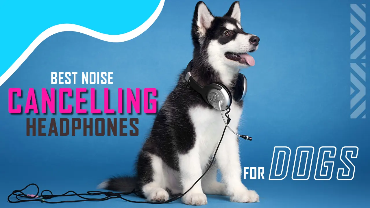 Best noise cancelling headphones for dogs